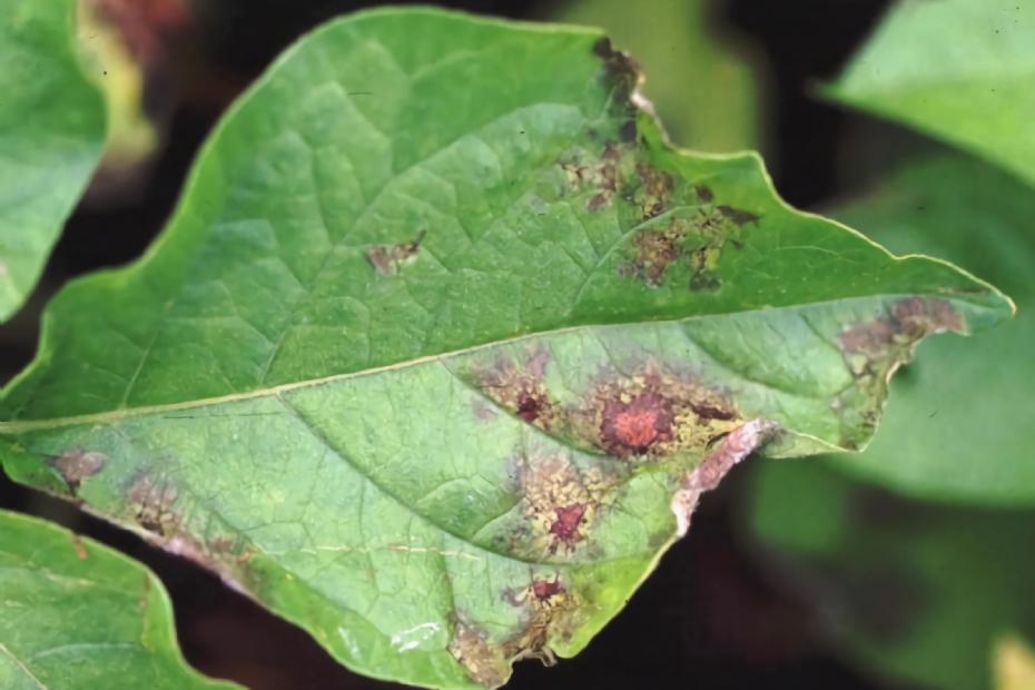 Een blad met aantasting van Phytophthora