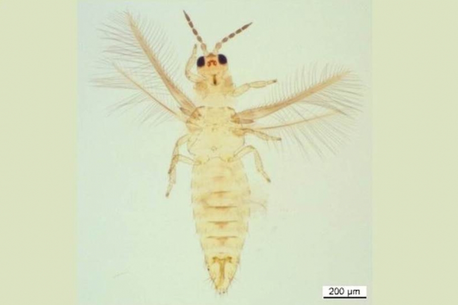 Scirtothrips dorsalis, foto door NVWA, van de vondst in 2022