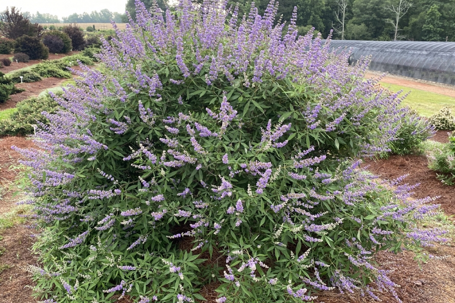 Koningin van de bijen <i>Vitex</i> 'Queen Bee'