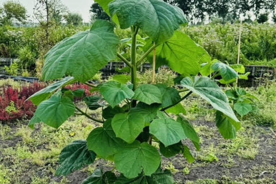 <i>Paulownia</i> heeft een zeer hoge CO2-opname