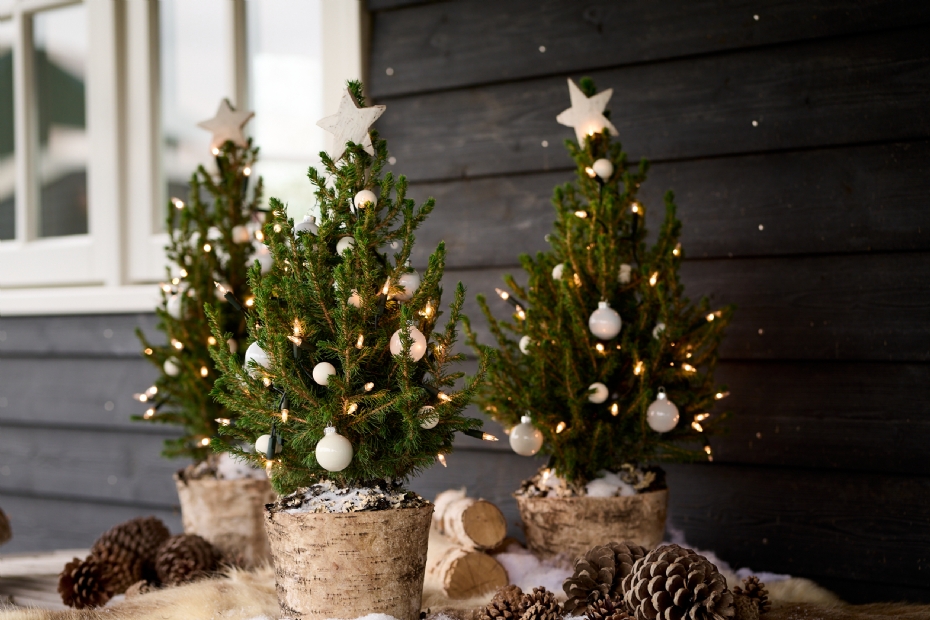 Magical Christmas, een kleine kerstboom die na afloop in de tuin kan doorgroeien