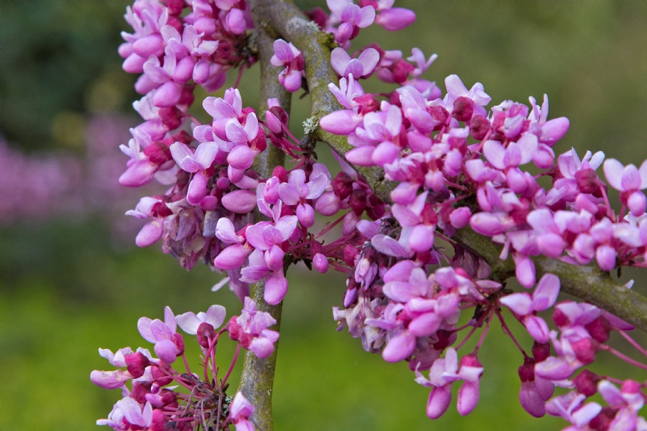 <i> Cercis canadensis</i> foto Ronald Houtman