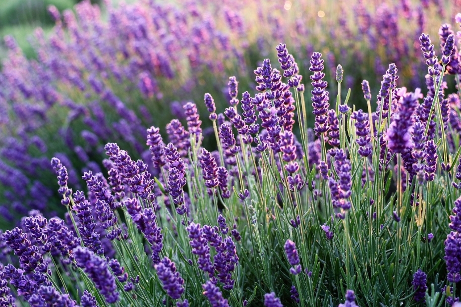 Vanaf 1 juli 2024 staat ook vier Lavandula's toegevoegd als waardplanten voor Xylella.