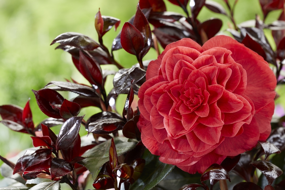 Camellia is een van de grootste omzetstijgers bij de tuinplanten. Foto:  Camellia Femme Fatale, Plantipp
