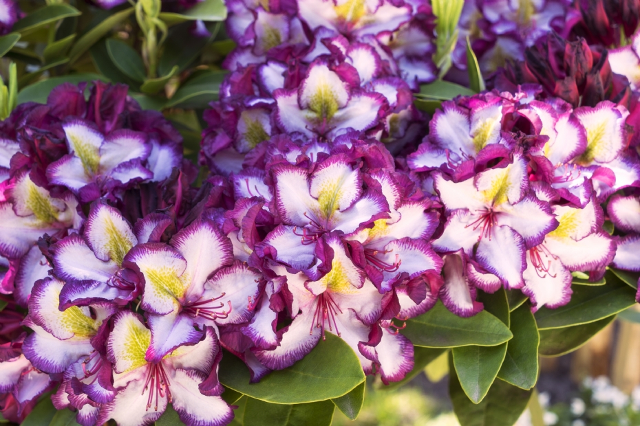 Driekleurige bloemen van HAPPYdendron. Foto Harries Plantdesign