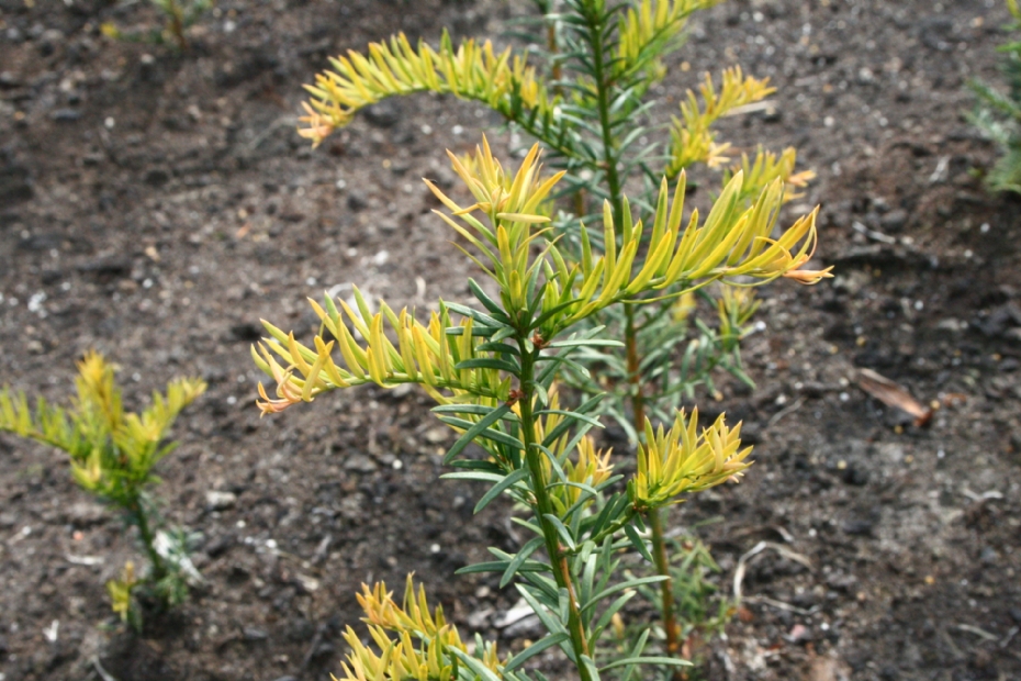 Taxus is heel gevoelig voor de werkzame stoffen in MaisTer Power. Bij contact met de naalden of de wortels kan de plant verkleuring en groeivertraging vertonen. (Foto: Heinrich Beltz)