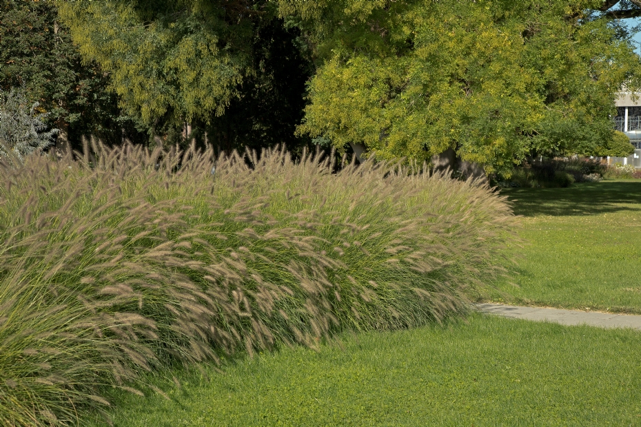 Pennisetum alopecuroides