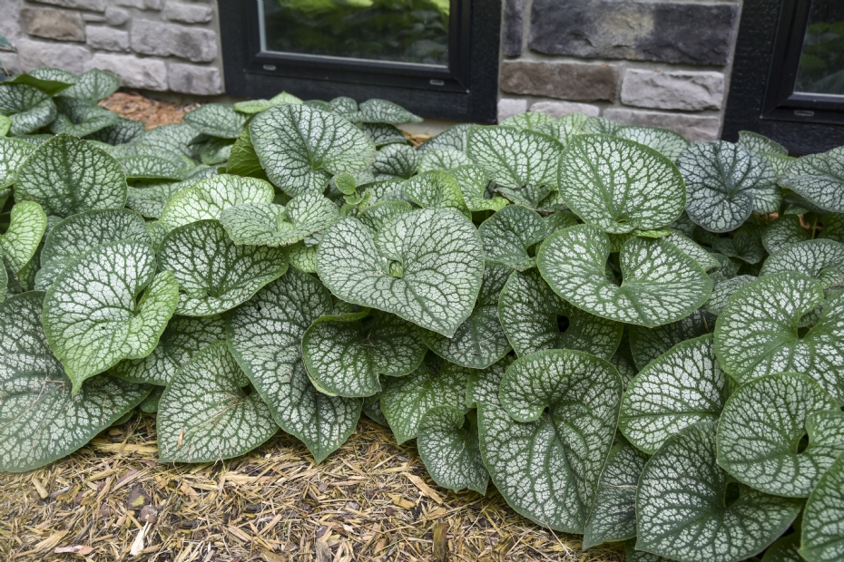 Brunnera Jack of Diamonds, een CV van PLantipp