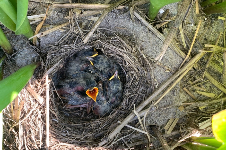 Gele kwikstaat, nest met jongen (credit: Hugo Langezaal)