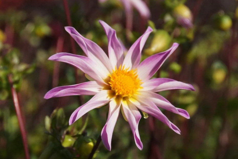 Dahlia Full of Nature. Foto: Sprinklr