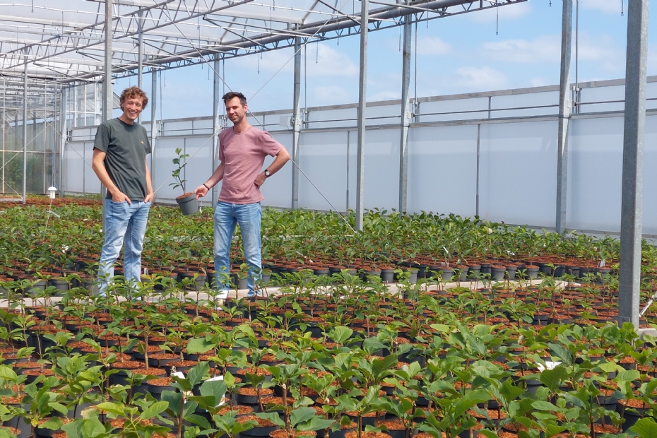 Bas Nieuwesteeg (links) en Johan Stolwijk (rechts) bij de magnolia's die dit seizoen zijn opgepot