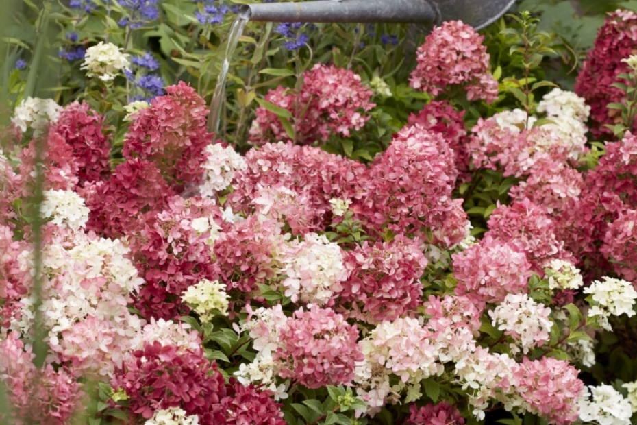 Hydrangea paniculata Groundbreaker Ruby