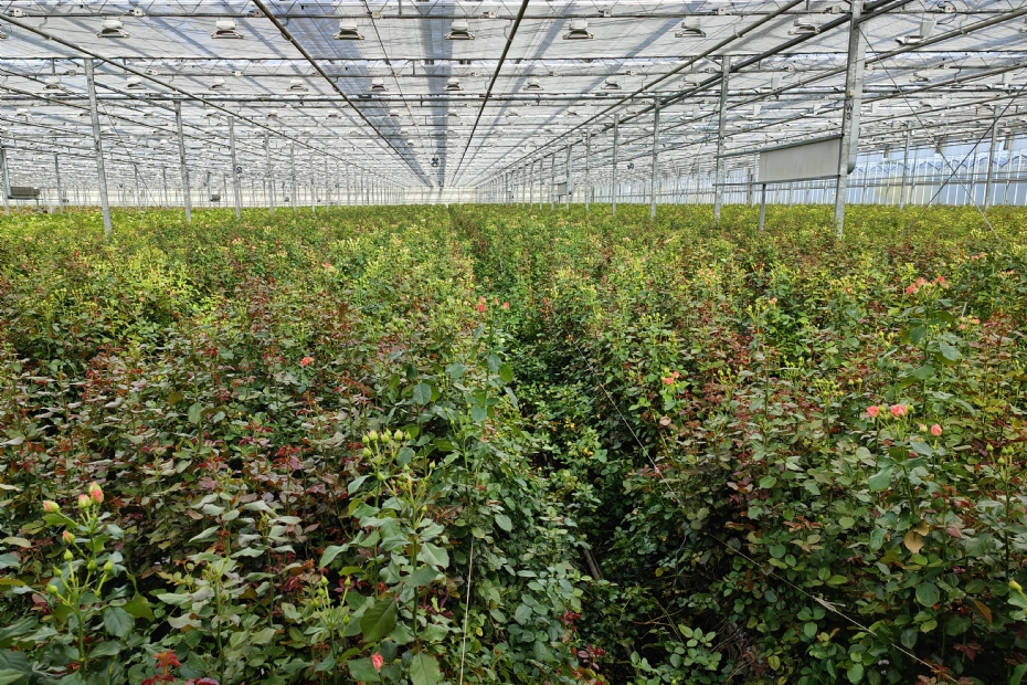 Osabio-S verbetert de groei, de vitaliteit en de weerstand van het gewas'