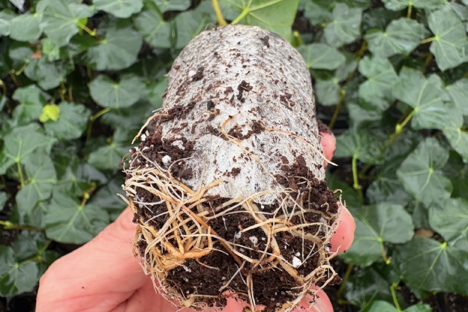 Paperpot van OptiPlug