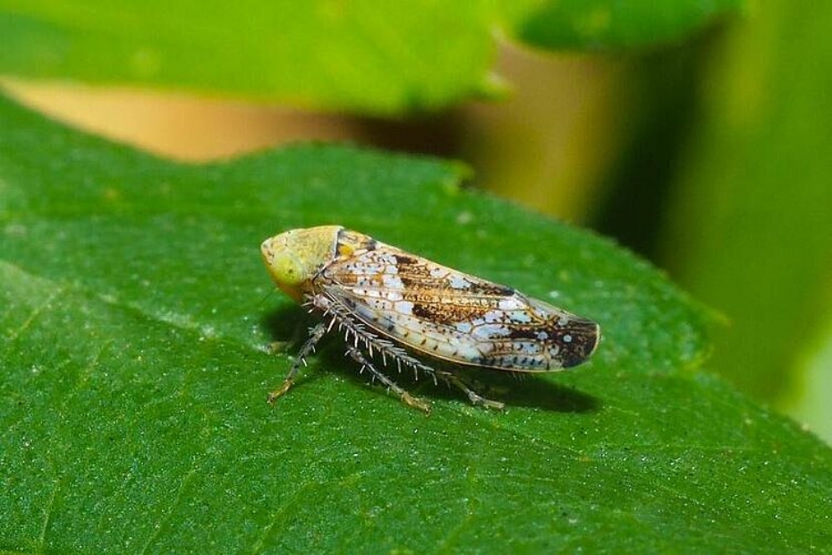 Foto: iNaturalist/NVWA