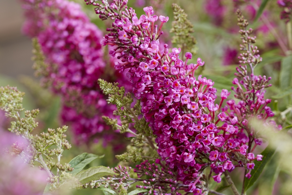 Buddleja 'Octopus Magenta'