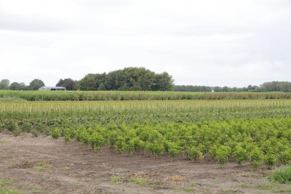 Landbouwgrond is in Nederland tot negen keer duurder dan het Europees gemiddelde