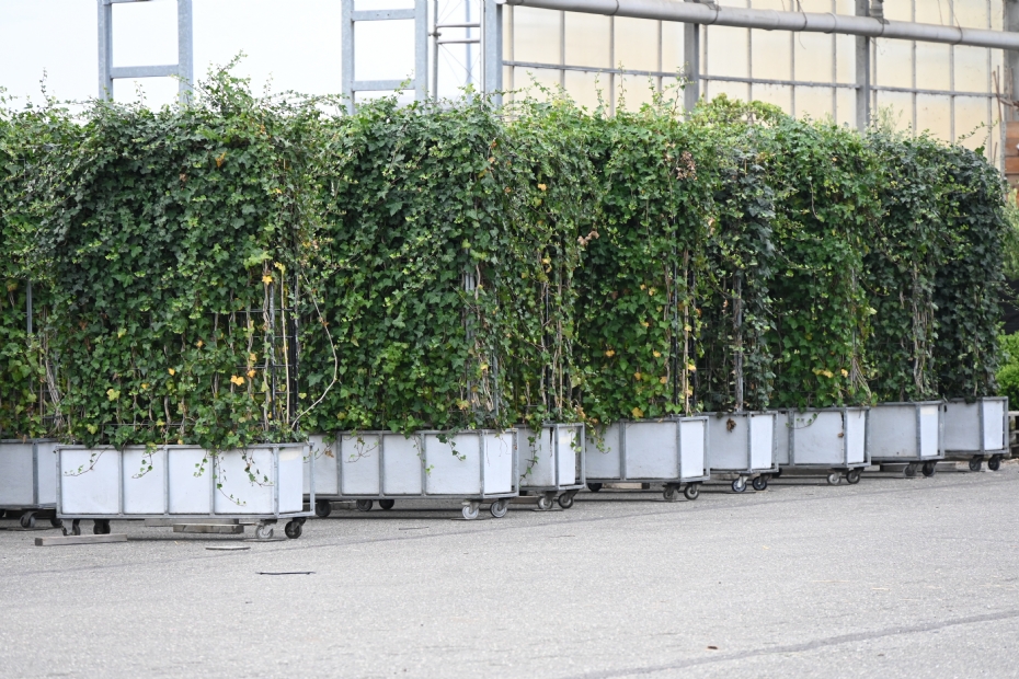 Foto ter illustratie