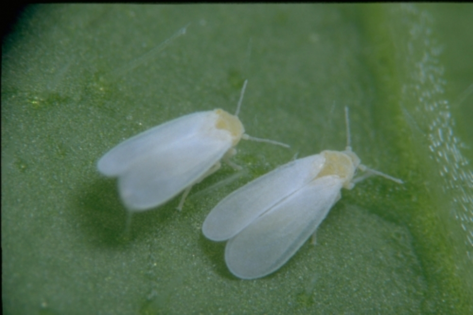 Koppert is gespecialiseerd in de inzet van insecten voor bescherming van gewassen