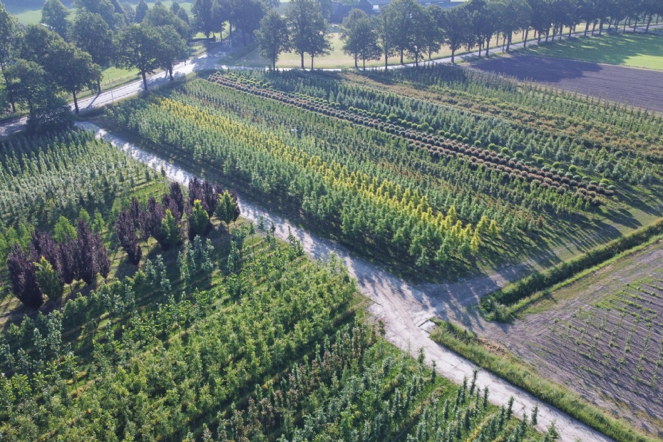 Foto: Boomkwekerij Udenhout