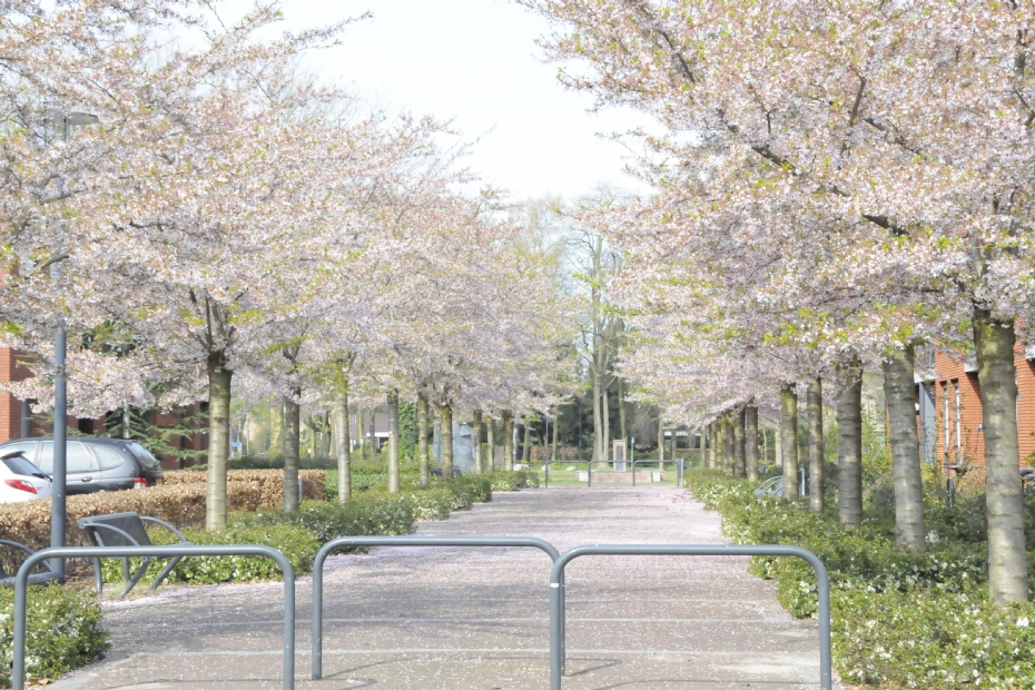 Archieffoto BOOMZORG 2016: Prunus yedoensis in Nistelrode (Laarhof) Ebben Boomkwekers