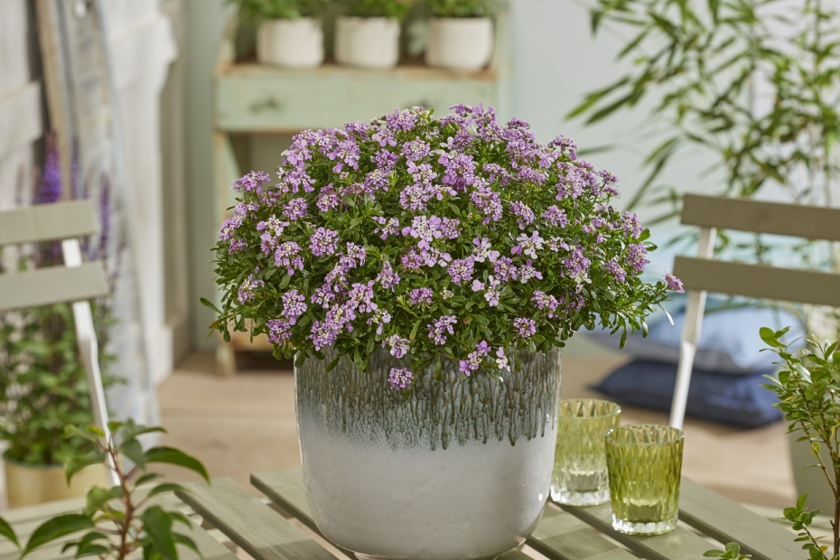 Iberis Magical Summer Vibes. Foto: Kolster