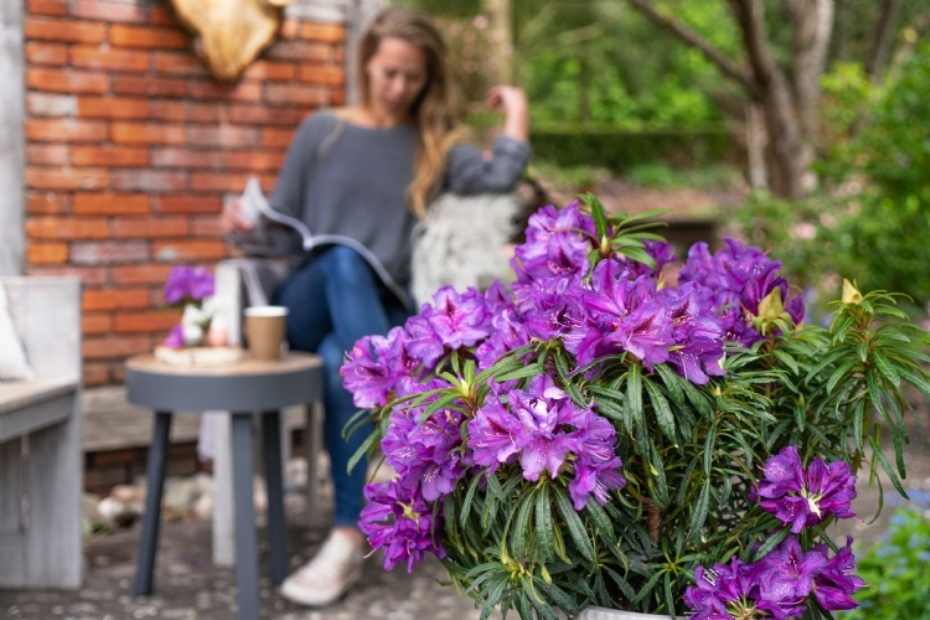 Grazeasy Purple breidt het Grazeasy-assortiment uit