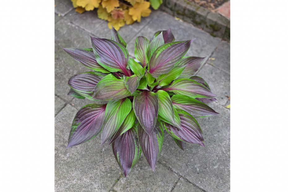 De Hosta Red Ninja. Foto: Plantipp