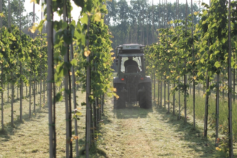 Beeld ter illustratie: Boomkwekerij Udenhout - Foto bij: On the way to PlanetProof