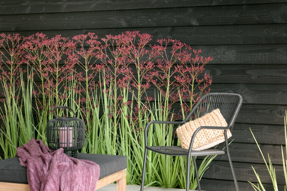 Eryngium Magical Red Thunder is bestand tegen droogte, hitte �n vocht